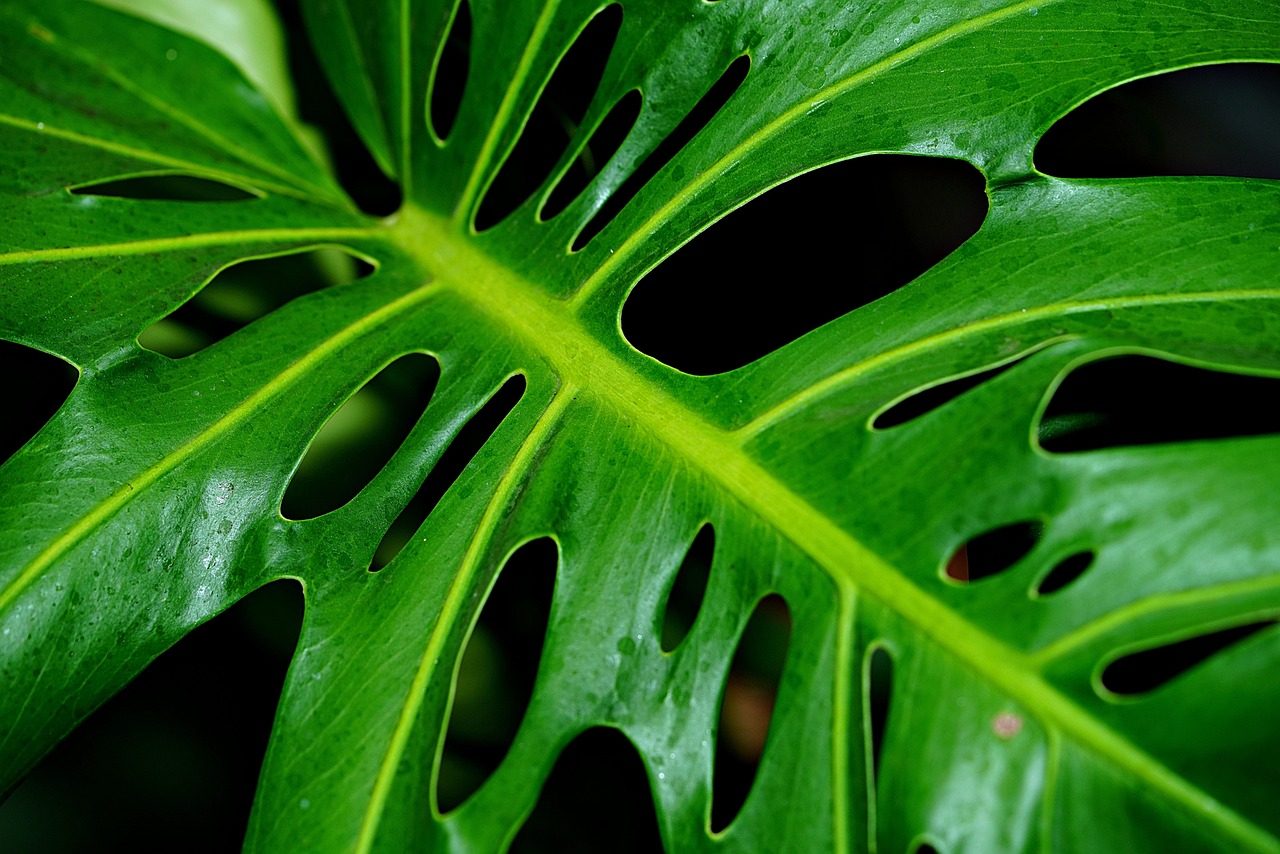 Close-up of a healthy Monstera deliciosa leaf in the studio