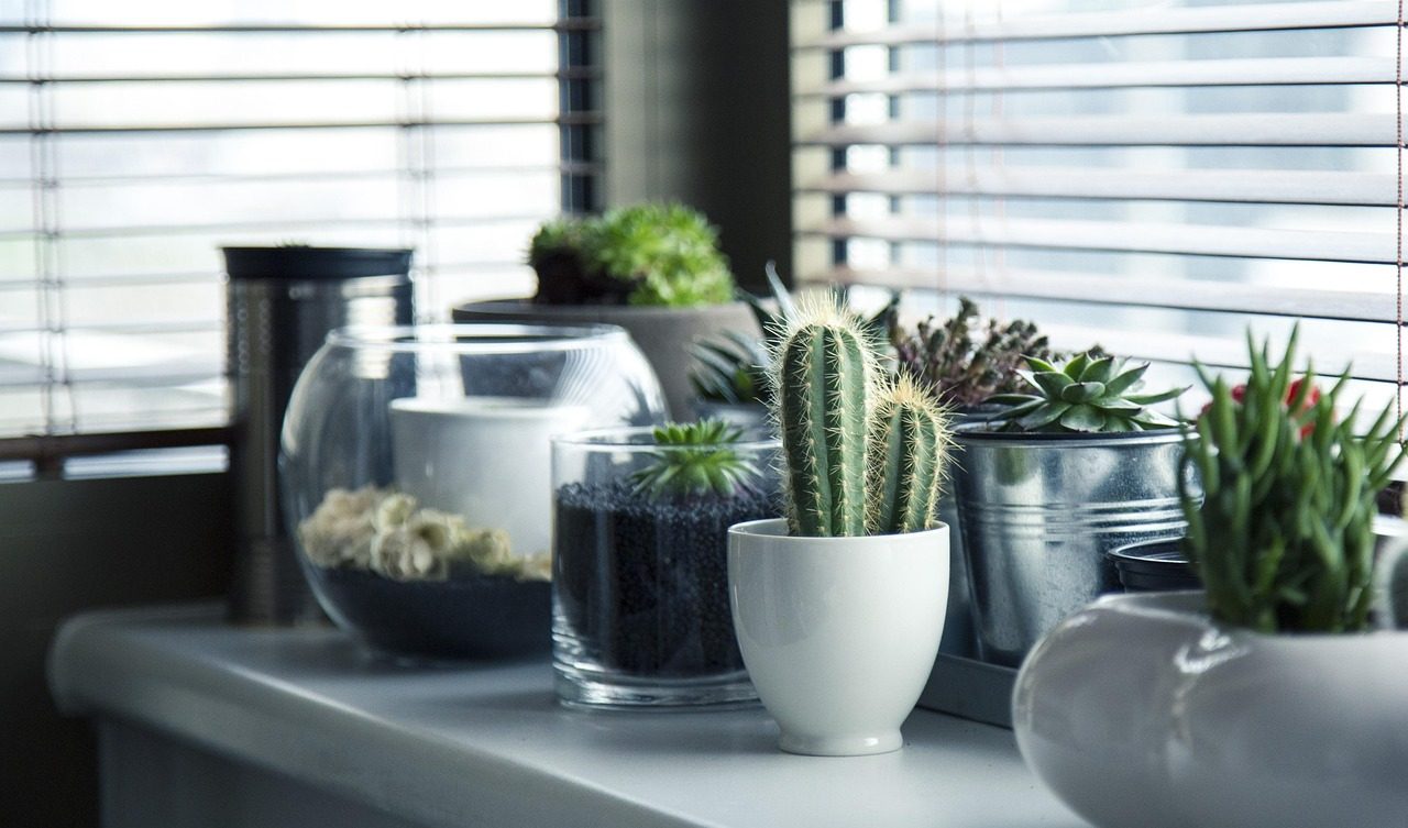 Shelves of houseplants inside the Fernwood studio